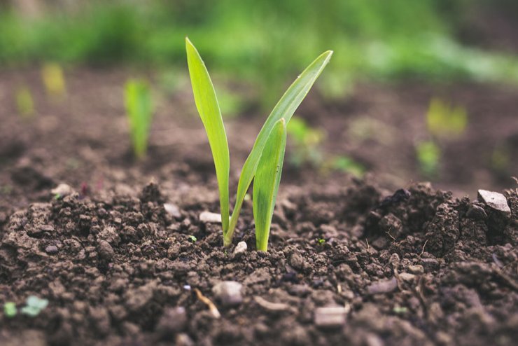 une plante qui pousse de la terre