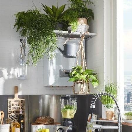 Chaudière avec plantes